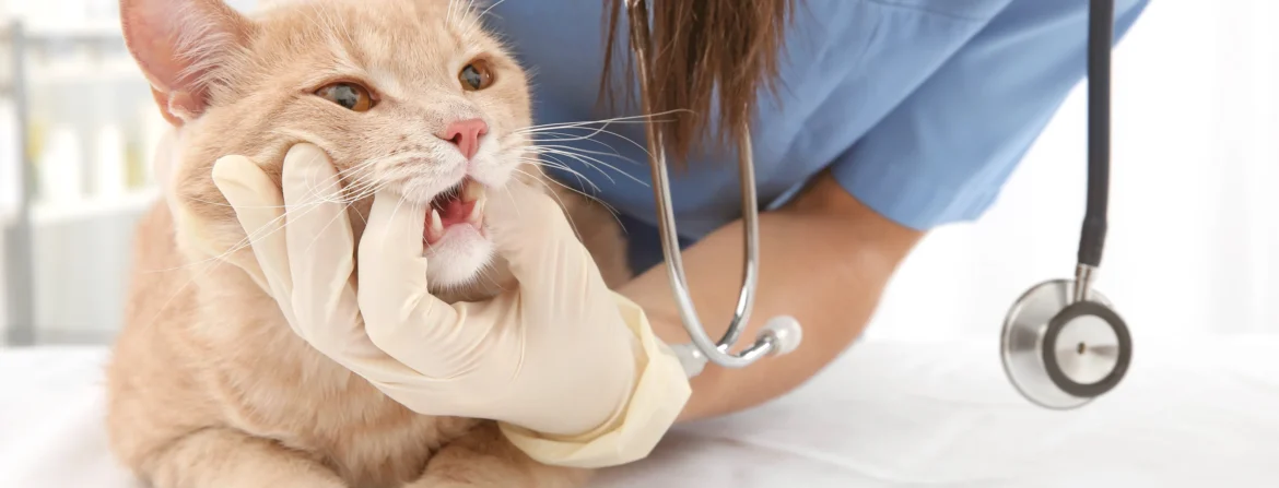 Finding Quality Veterinary Care in North Sydney: What Pet Owners Should Know