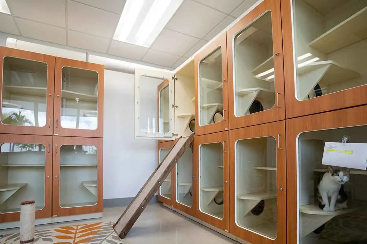 Peace of Mind for Pet Owners: A Guide to Cat Boarding Services