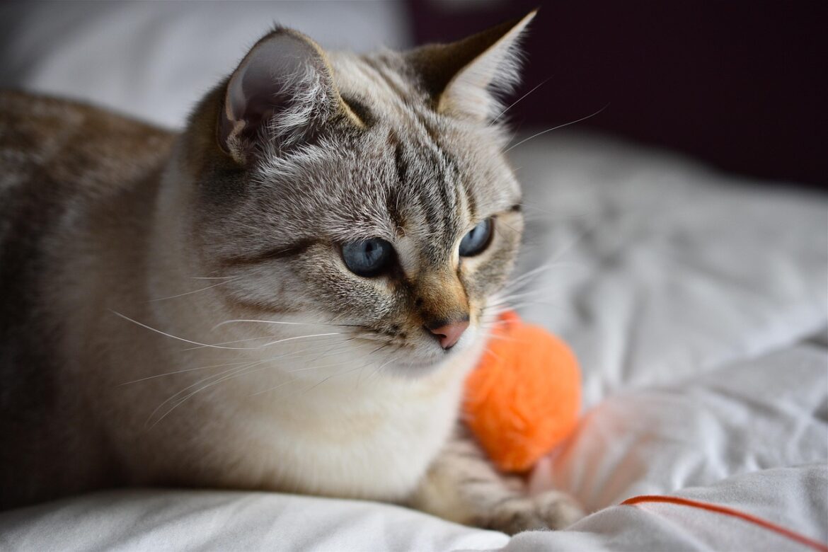 Interactive Cat Toys: How They Boost Your Cat’s Activity Level